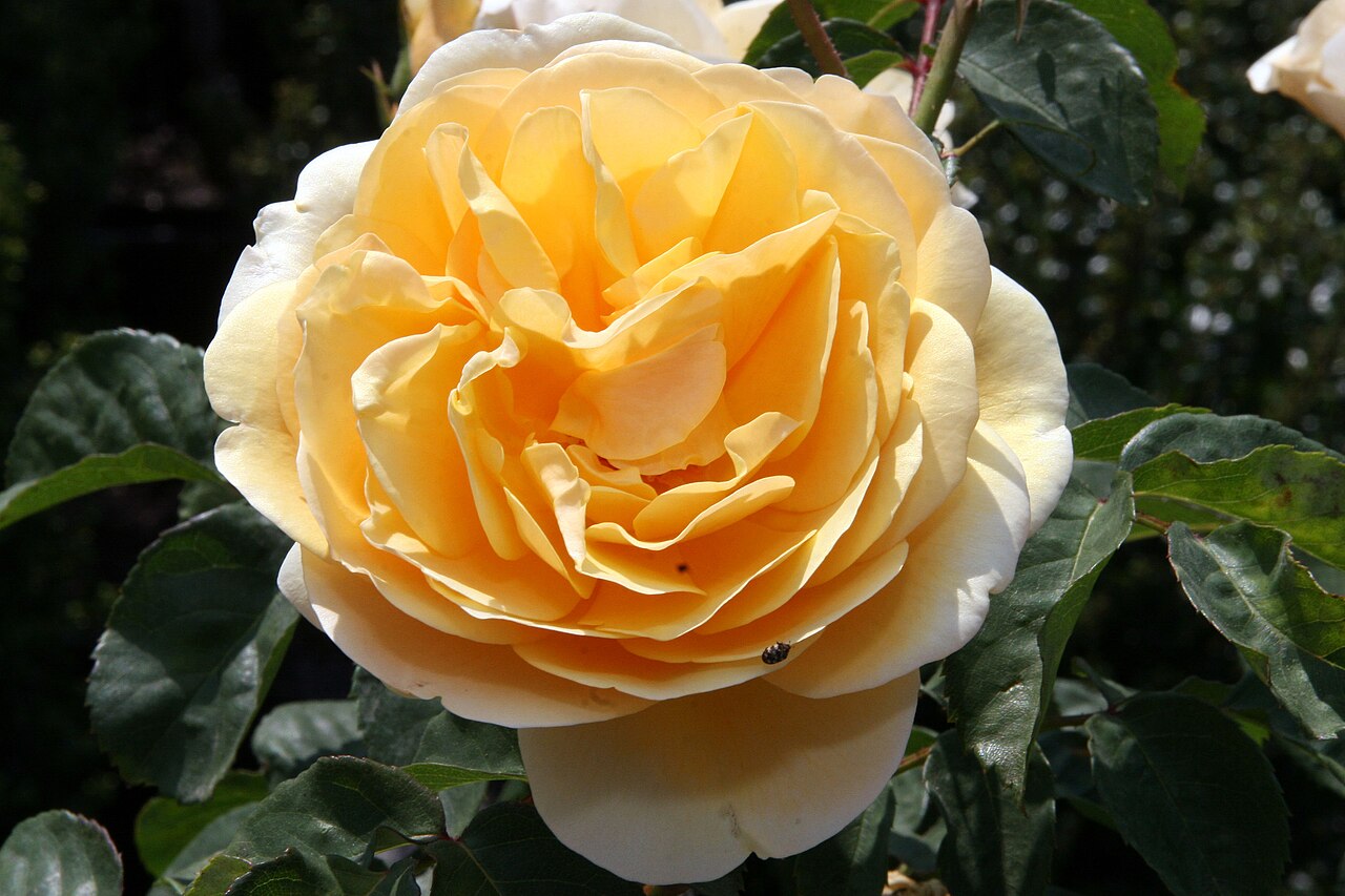 Rosa 'Graham Thomas', Rose 'Graham Thomas' — upright deciduous (Rosaceae) (image 10 of 10)