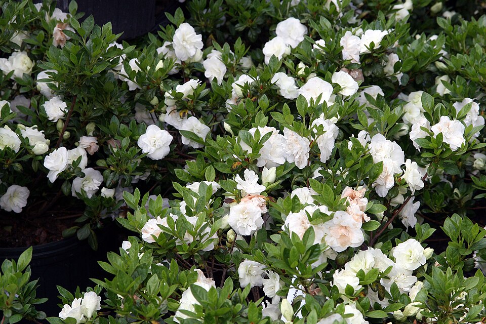 Rhododendron 'Hardy Gardenia' (Hardy Gardenia Azalea) (alternate view 2)