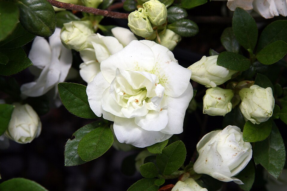 Rhododendron 'Hardy Gardenia' (Hardy Gardenia Azalea) (alternate view 3)