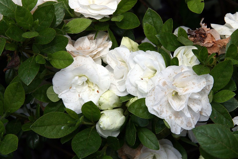 Rhododendron 'Hardy Gardenia' (Hardy Gardenia Azalea) (alternate view 4)