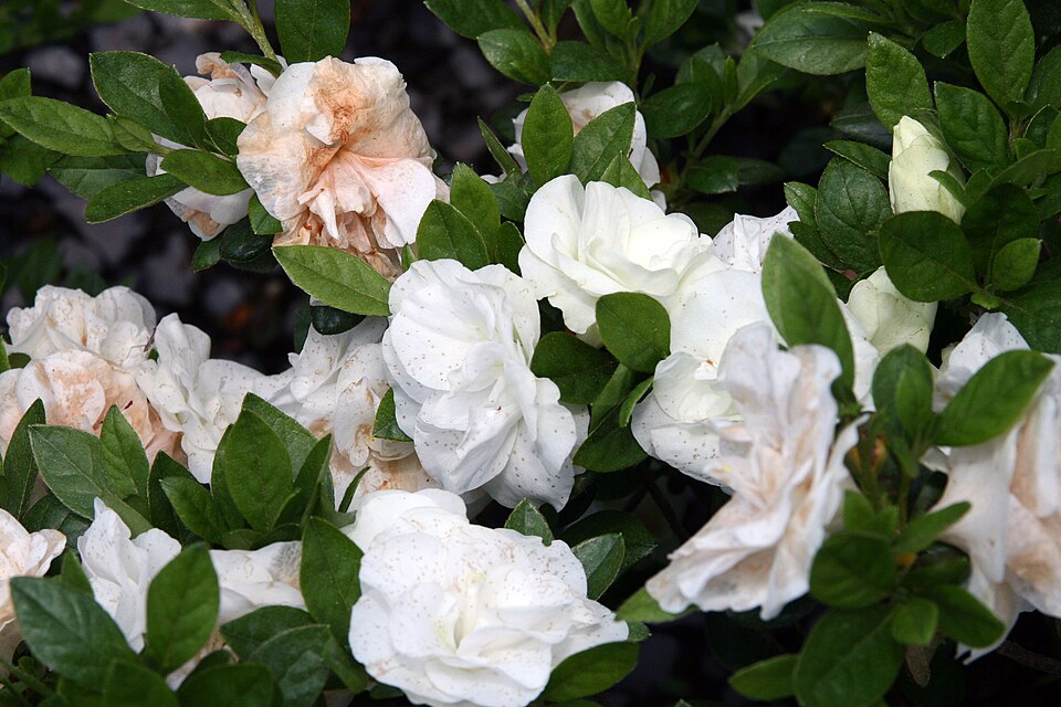 Rhododendron 'Hardy Gardenia' (Hardy Gardenia Azalea) (alternate view 5)