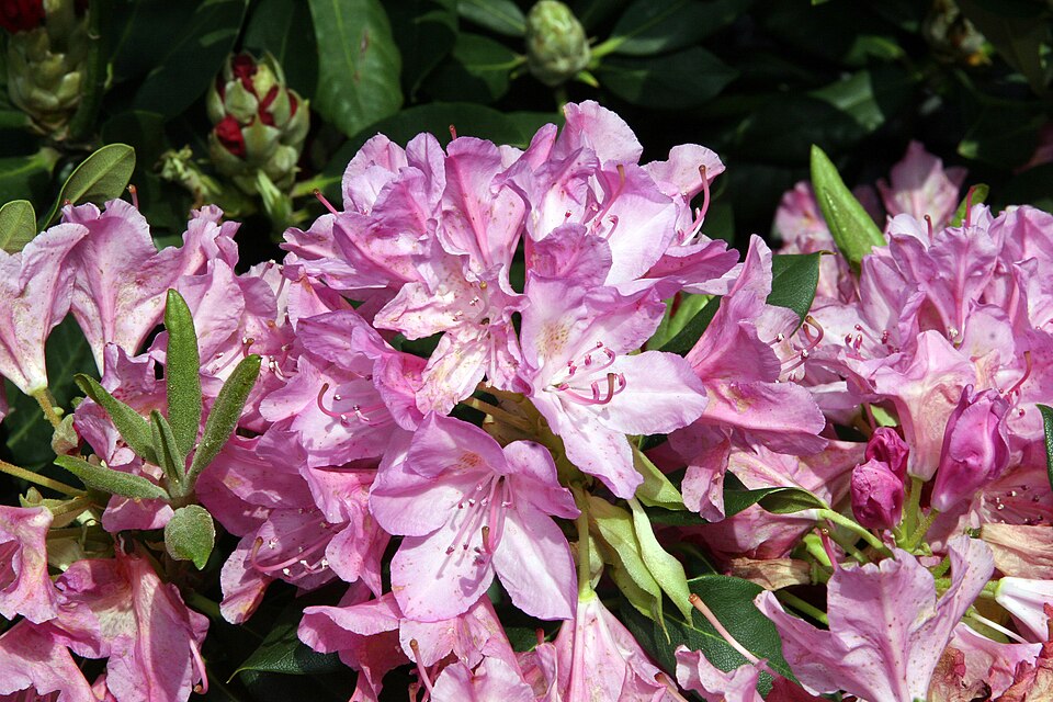 Rhododendron 'Roseum Pink' (Roseum Pink Rhododendron) (alternate view 2)