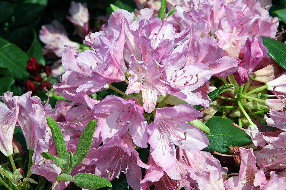 Rhododendron 'Roseum Pink' (Roseum Pink Rhododendron) (alternate view 3)
