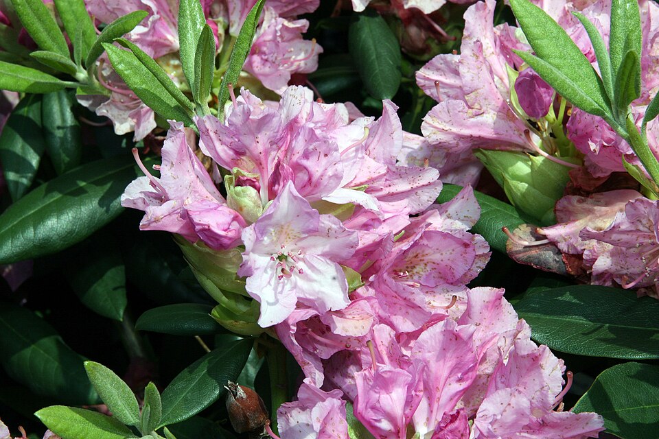 Rhododendron 'Roseum Pink' (Roseum Pink Rhododendron) (alternate view 4)