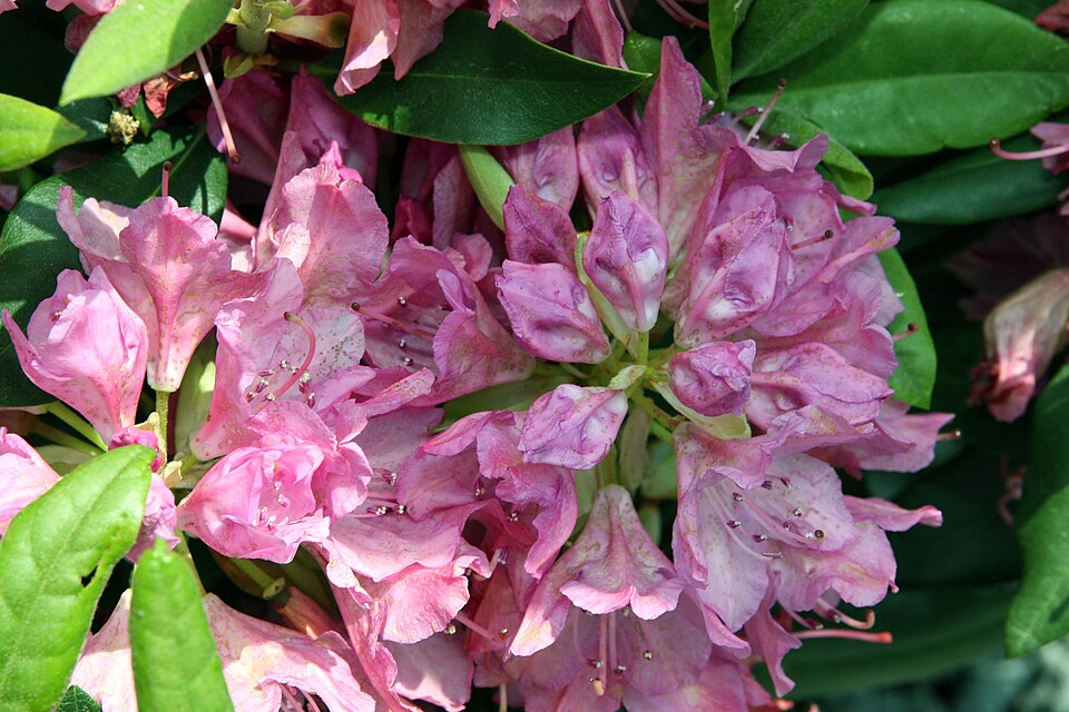 Rhododendron 'Roseum Pink' (Roseum Pink Rhododendron) (alternate view 5)
