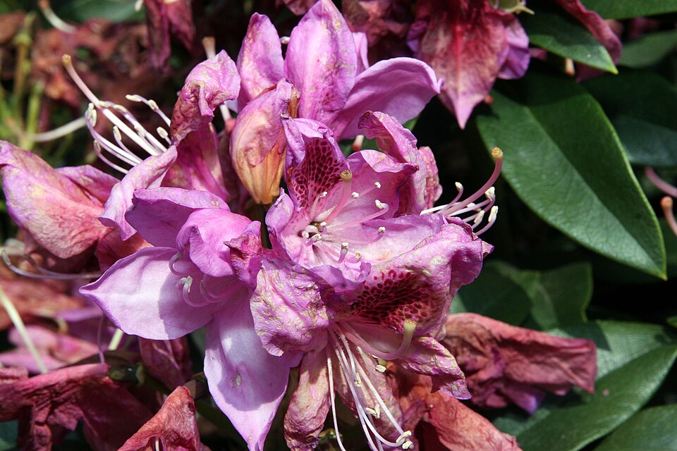 Rhododendron 'Anah Kruschke' (Anah Kruschke Rhododendron) (alternate view 2)