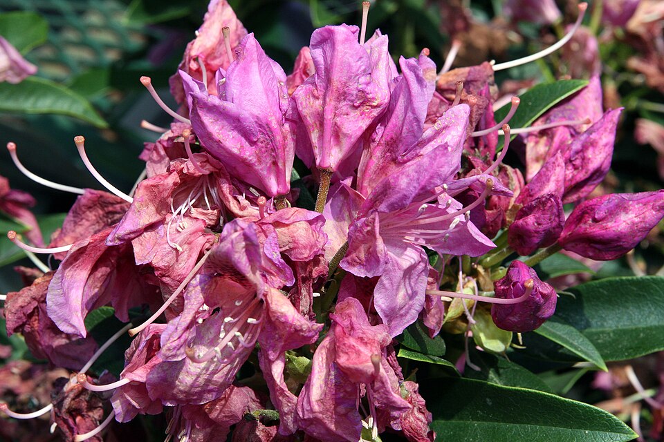 Rhododendron 'Anah Kruschke' (Anah Kruschke Rhododendron) (alternate view 3)