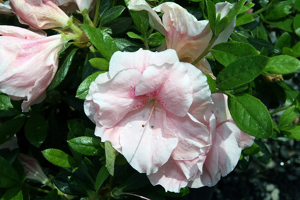 Rhododendron 'Conversation Piece' (Conversation Piece Azalea) (alternate view 2)