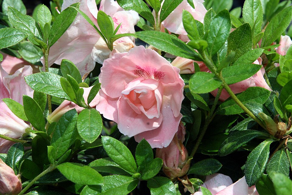 Rhododendron 'Conversation Piece' (Conversation Piece Azalea) (alternate view 3)