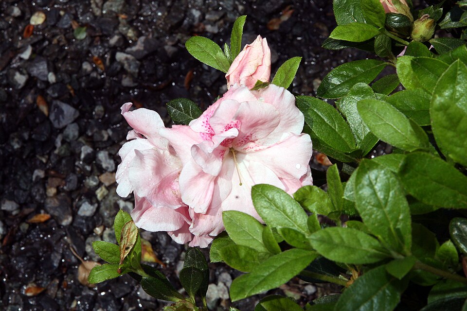 Rhododendron 'Conversation Piece' (Conversation Piece Azalea) (alternate view 4)