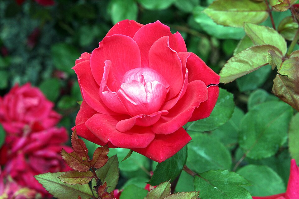 Rosa 'Double Knock Out' (Double Knock Out Rose) (alternate view 5)