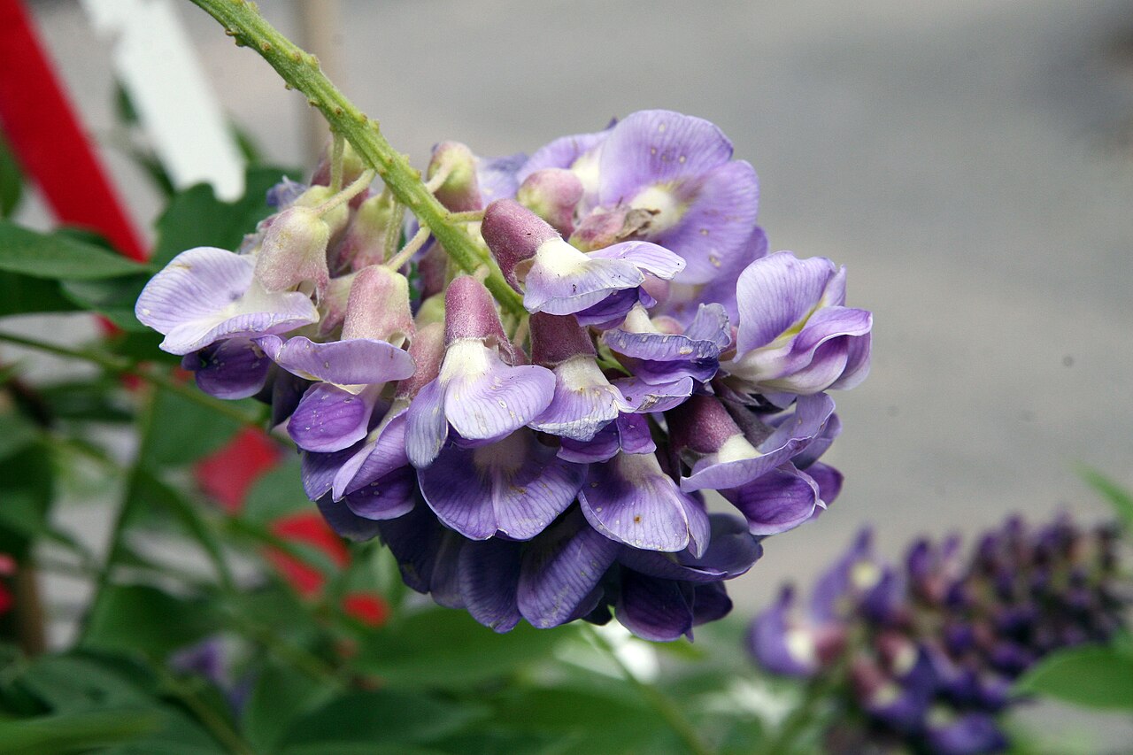 Wisteria frutescens, American wisteria — climbing deciduous (Fabaceae) (image 10 of 10)