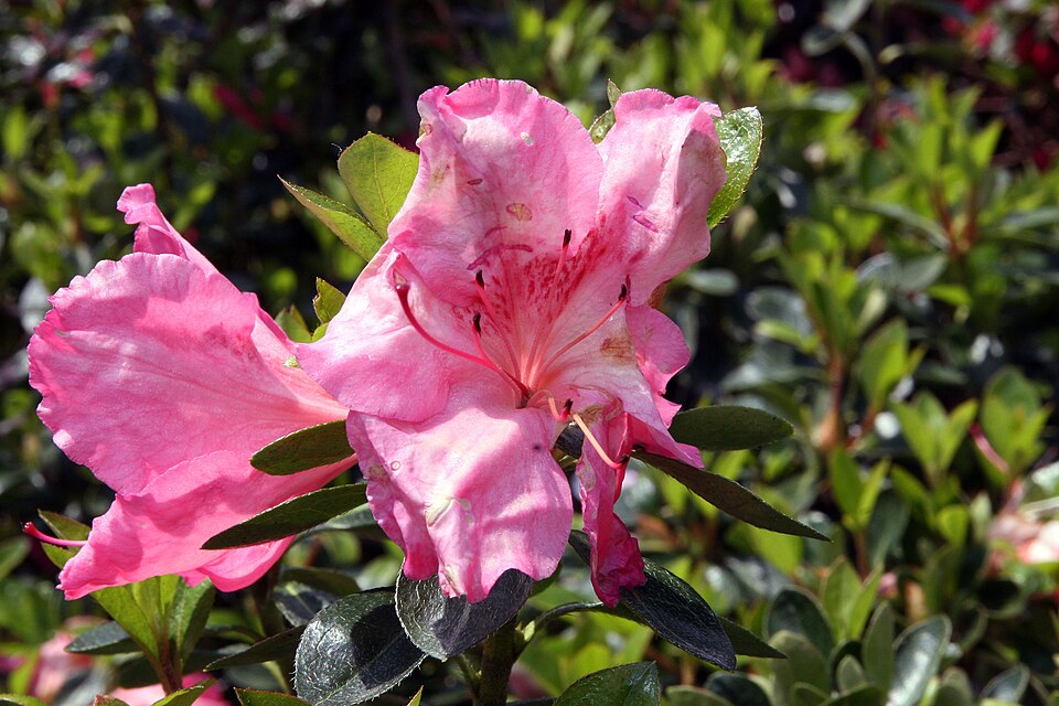 Rhododendron 'Conversation Piece' (Conversation Piece Azalea) (alternate view 5)