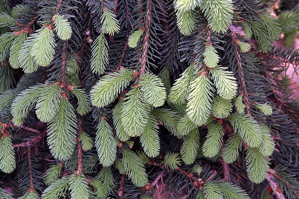 Picea abies 'Pendula' (Weeping Norway Spruce) (alternate view 5)