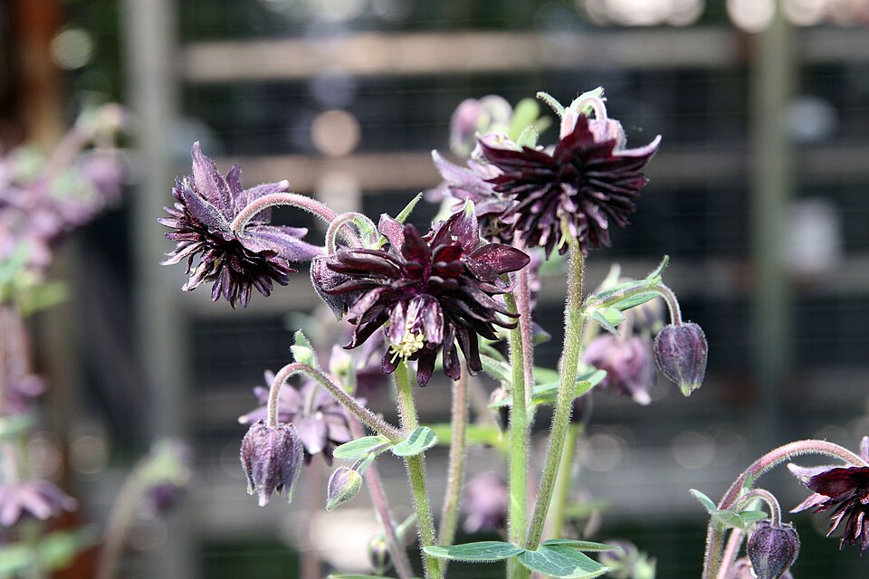 Aquilegia vulgaris var. stellata 'Black Barlow' (alternate view 4)