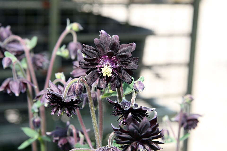 Aquilegia vulgaris var. stellata 'Black Barlow' (alternate view 5)