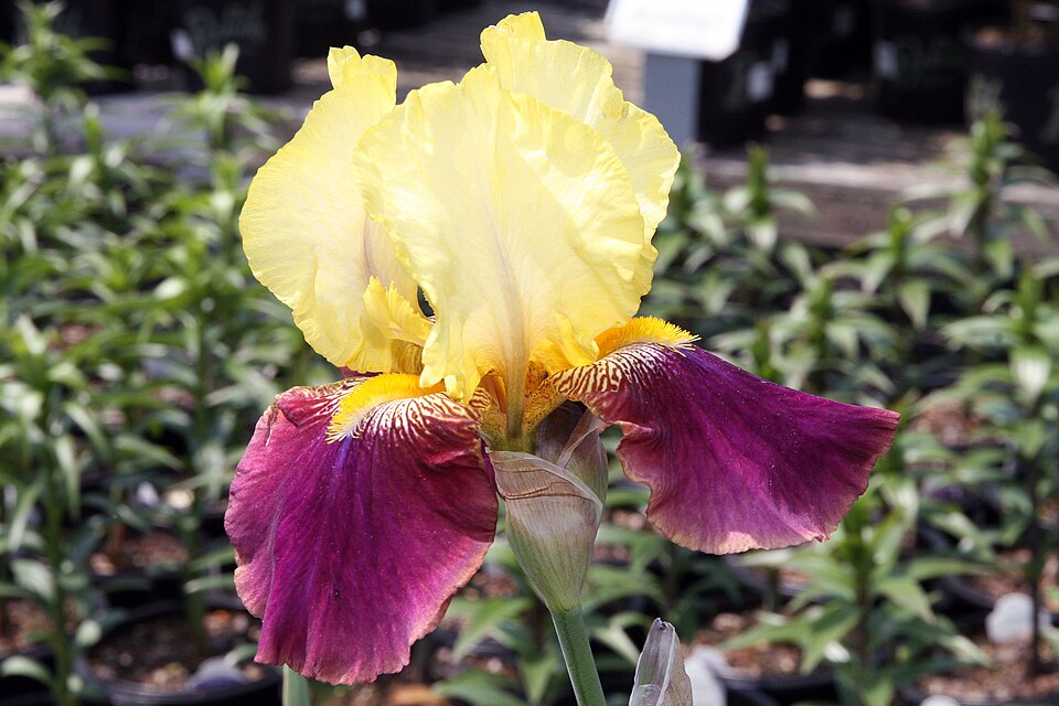 Iris germanica 'Blatant' (Blatant Reblooming Iris)