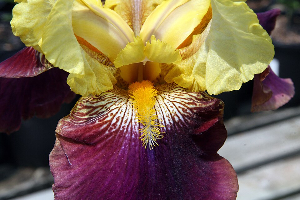 Iris germanica 'Blatant' (Blatant Reblooming Iris) (alternate view 2)