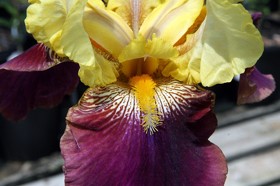 Iris germanica 'Blatant' (Blatant Reblooming Iris) (alternate view 3)