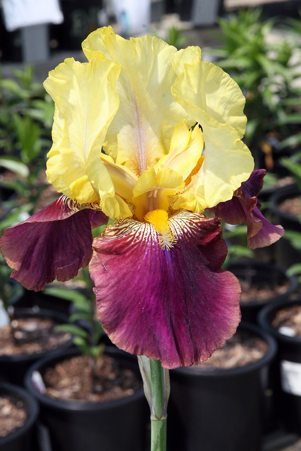 Iris germanica 'Blatant' (Blatant Reblooming Iris) (alternate view 4)