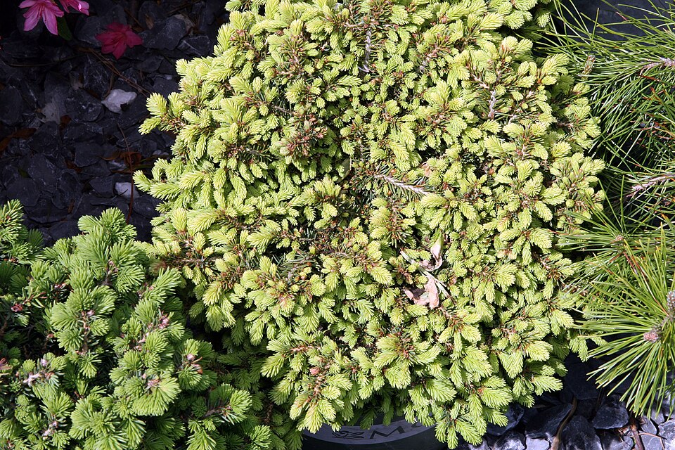 Picea abies 'Little Gem' (Little Gem Norway Spruce) (alternate view 4)