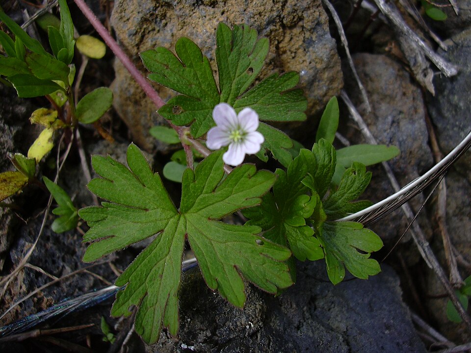 Geranium homeanum (Australasian Crane's-bill) (alternate view 8)