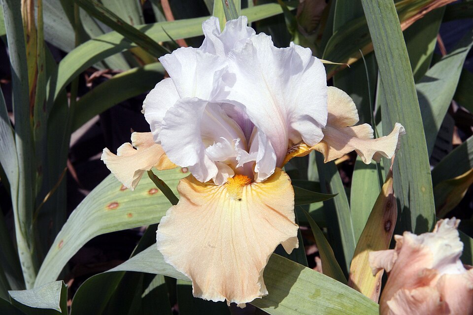 Iris germanica 'Champagne Elegance' (Champagne Elegance Reblooming Iris)