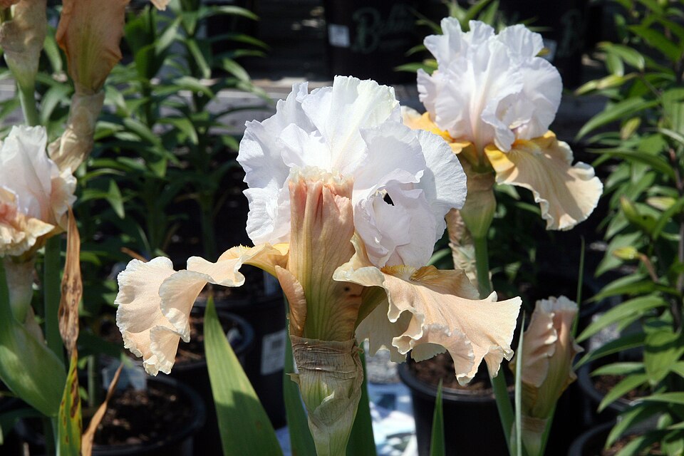 Iris germanica 'Champagne Elegance' (Champagne Elegance Reblooming Iris) (alternate view 2)