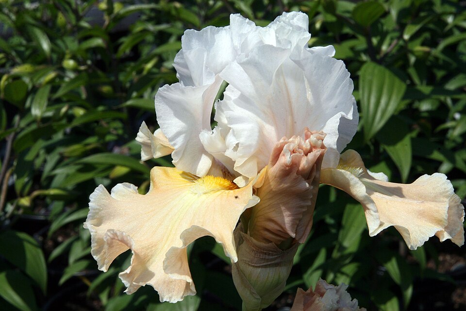 Iris germanica 'Champagne Elegance' (Champagne Elegance Reblooming Iris) (alternate view 3)