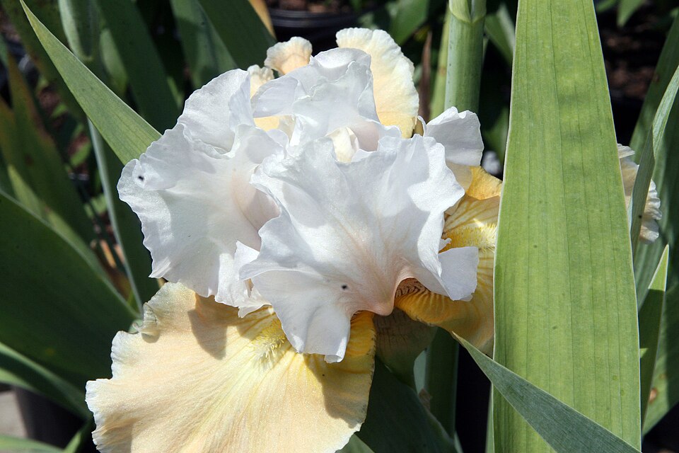 Iris germanica 'Champagne Elegance' (Champagne Elegance Reblooming Iris) (alternate view 4)