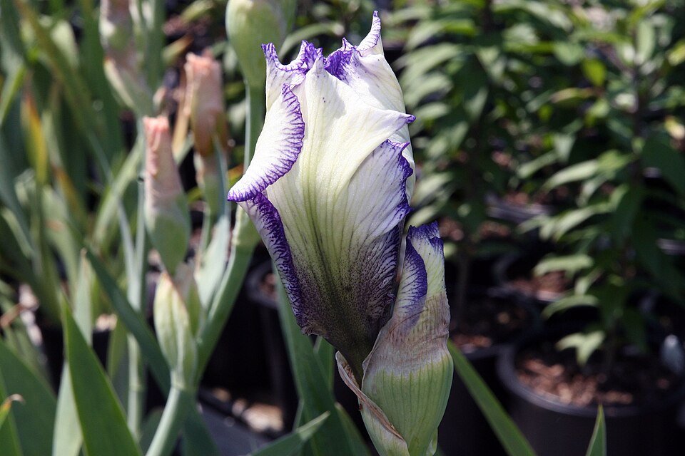 Iris germanica 'Autumn Circus' (Autumn Circus Reblooming Bearded Iris)