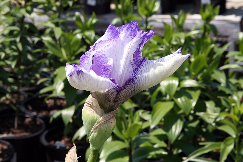 Iris germanica 'Autumn Circus' (Autumn Circus Reblooming Bearded Iris) (alternate view 2)