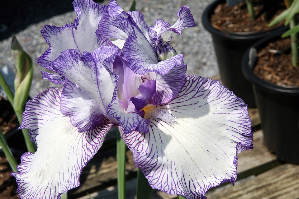 Iris germanica 'Autumn Circus' (Autumn Circus Reblooming Bearded Iris) (alternate view 3)
