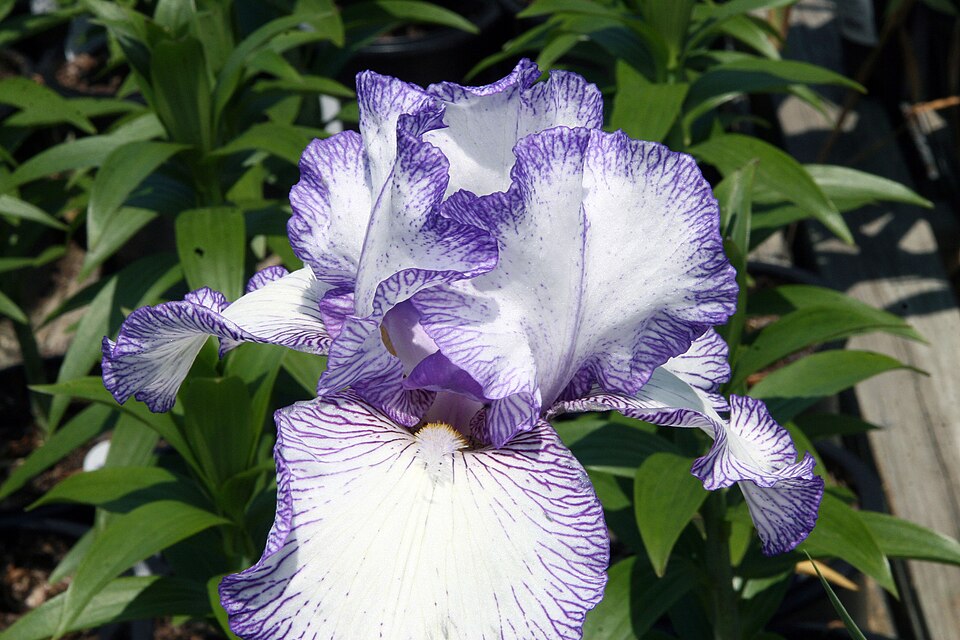 Iris germanica 'Autumn Circus' (Autumn Circus Reblooming Bearded Iris) (alternate view 4)