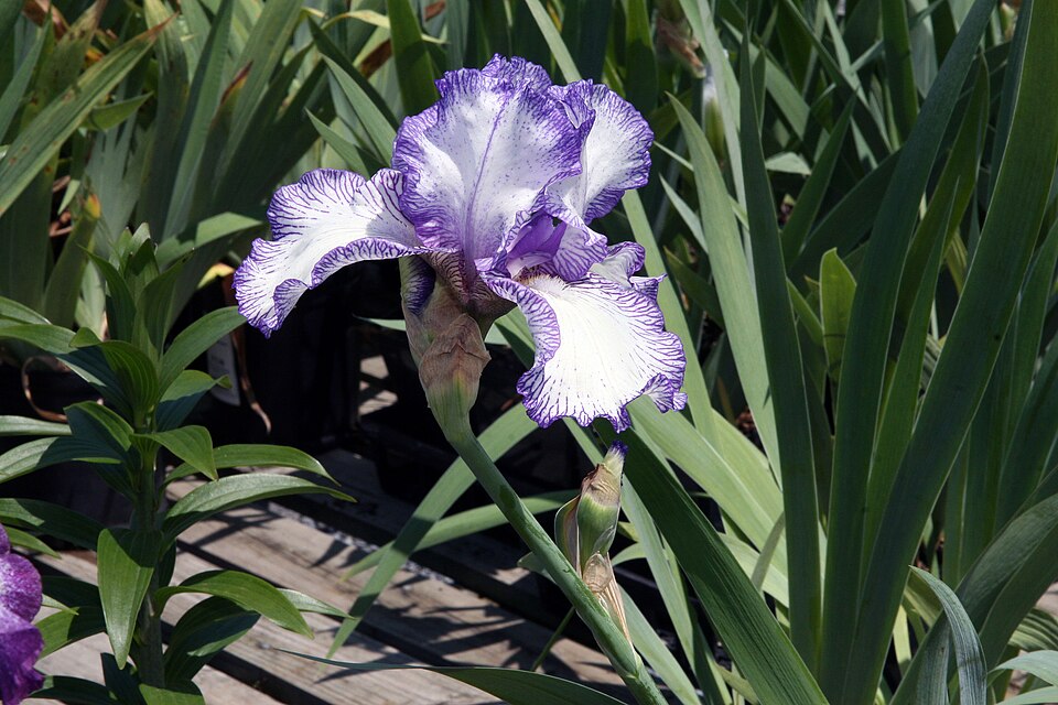Iris germanica 'Autumn Circus' (Autumn Circus Reblooming Bearded Iris) (alternate view 5)