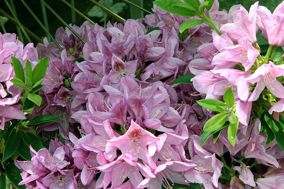 Rhododendron 'Anah Kruschke' (Anah Kruschke Rhododendron) (alternate view 4)