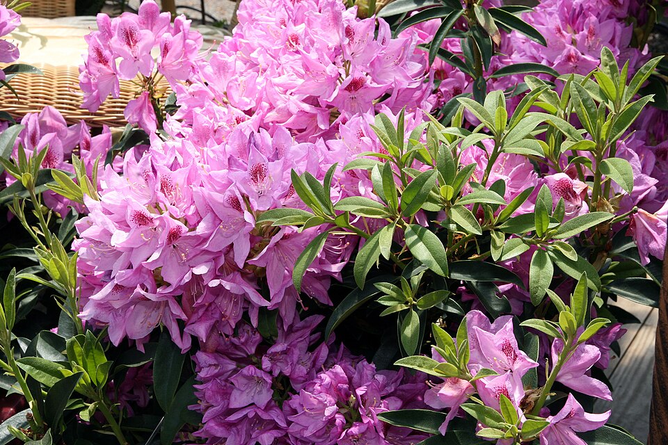 Rhododendron 'Anah Kruschke' (Anah Kruschke Rhododendron) (alternate view 5)