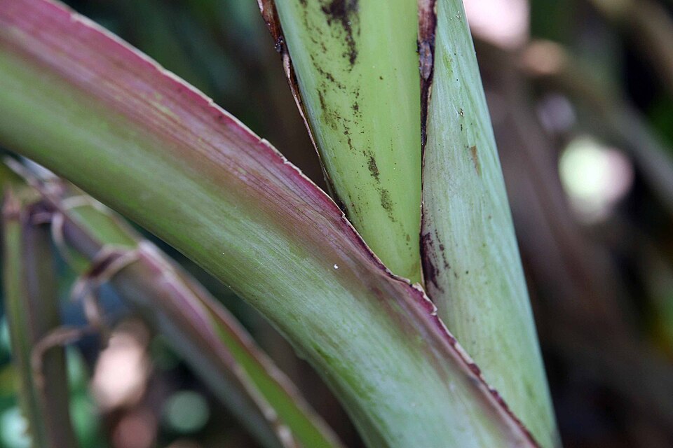 Musa textilis (abacá, Manila hemp) (alternate view 9)