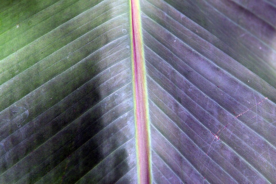 Musa textilis (abacá, Manila hemp) (alternate view 10)