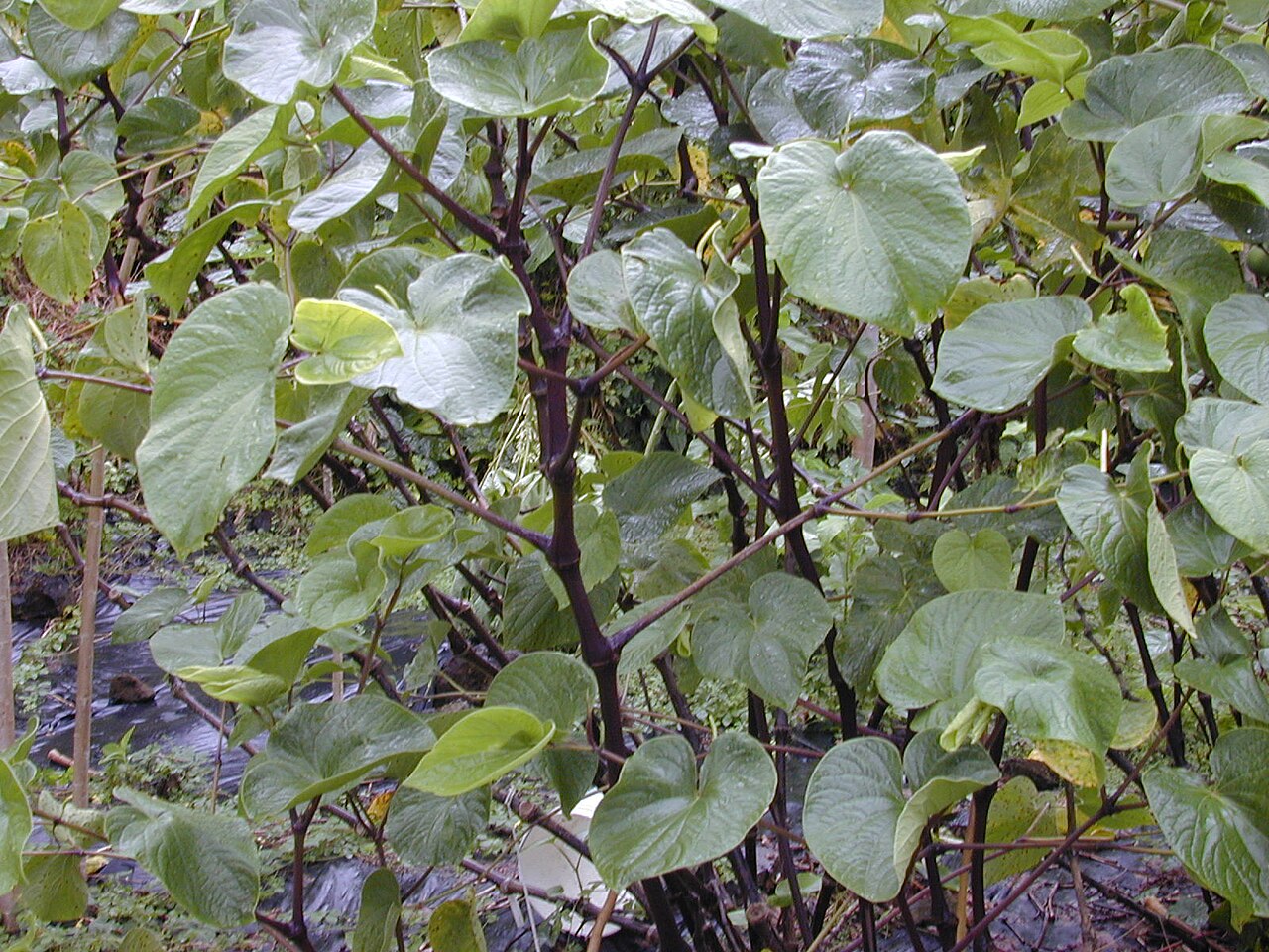 Piper methysticum, Kava — upright evergreen (Piperaceae) (image 1 of 9)