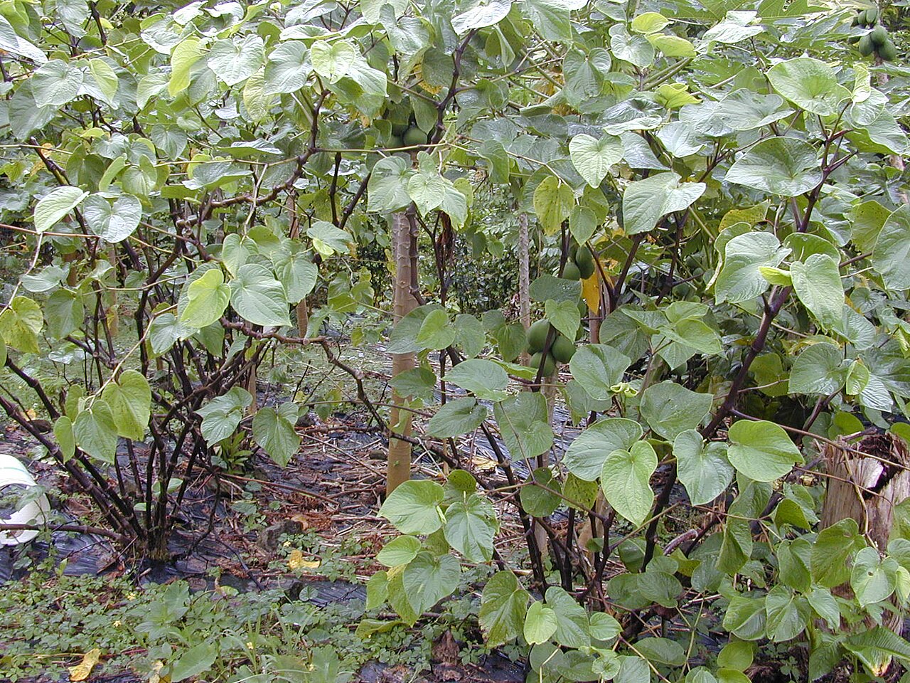 Piper methysticum, Kava — upright evergreen (Piperaceae) (image 2 of 9)