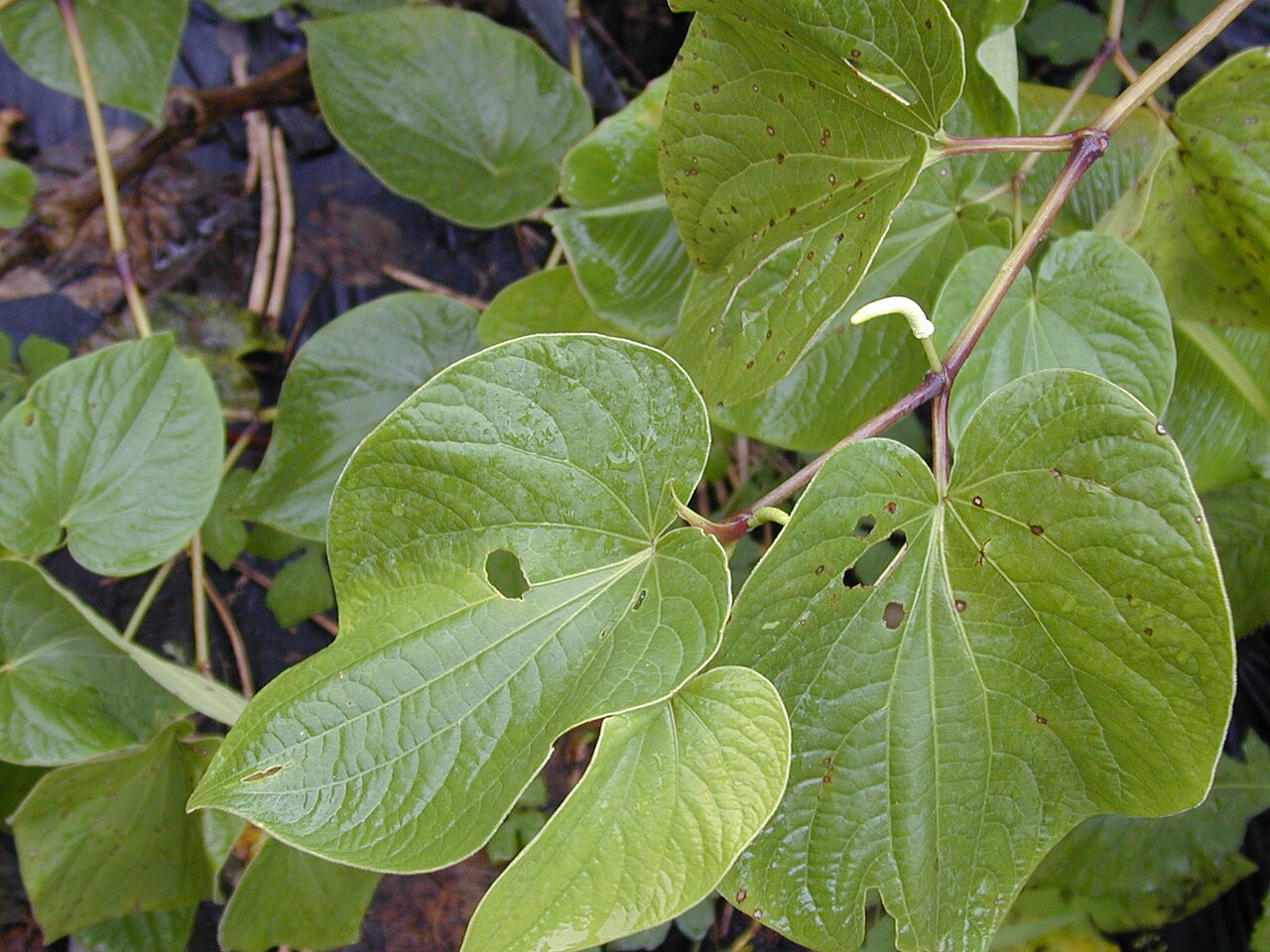 Piper methysticum, Kava — upright evergreen (Piperaceae) (image 3 of 9)