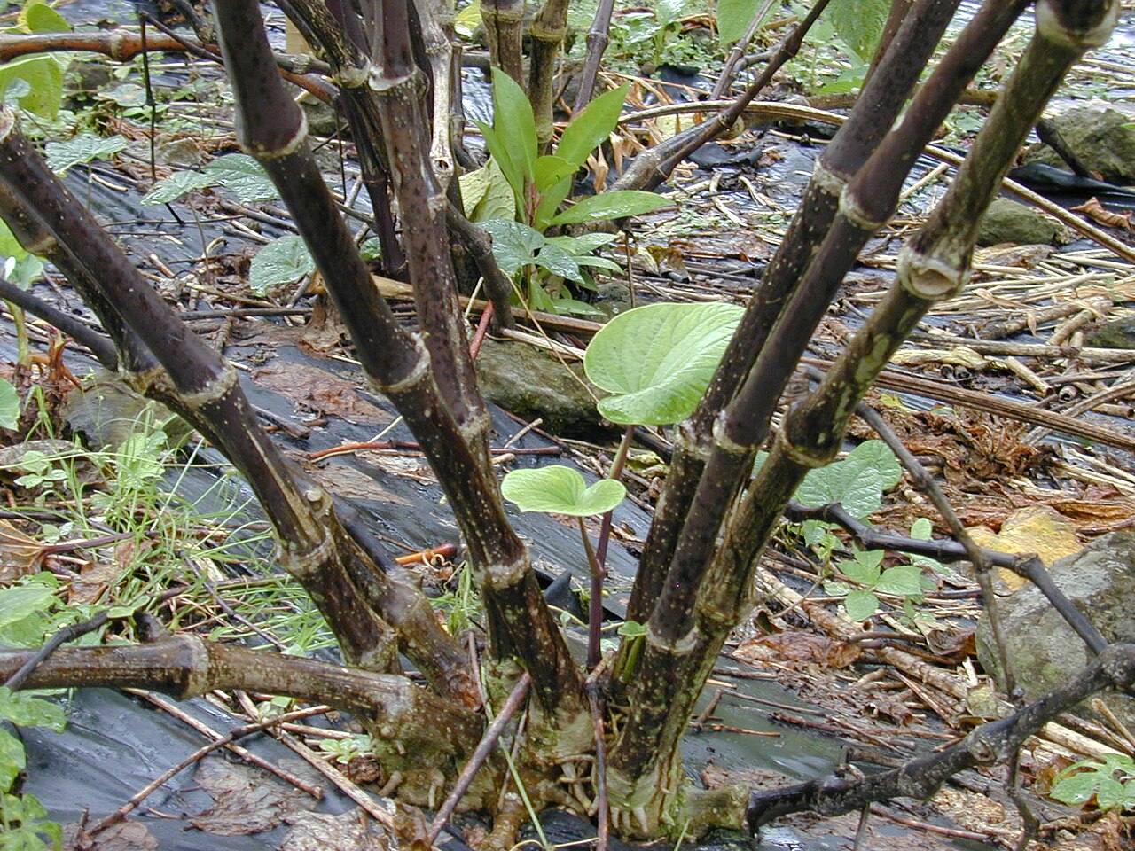 Piper methysticum, Kava — upright evergreen (Piperaceae) (image 4 of 9)