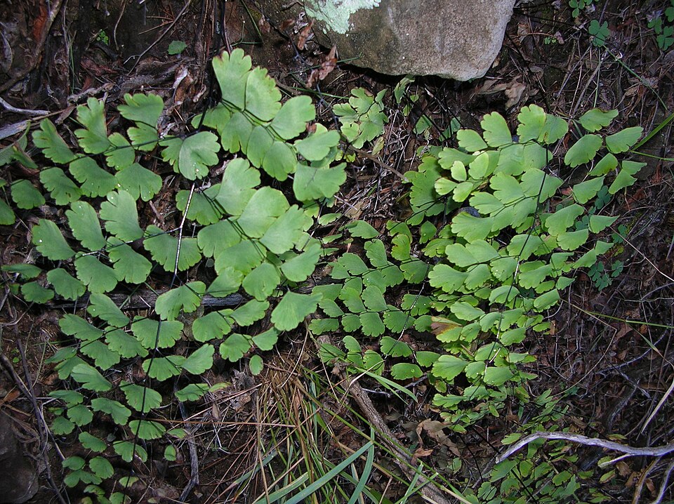 Adiantum raddianum (Maidenhair Fern) (alternate view 4)
