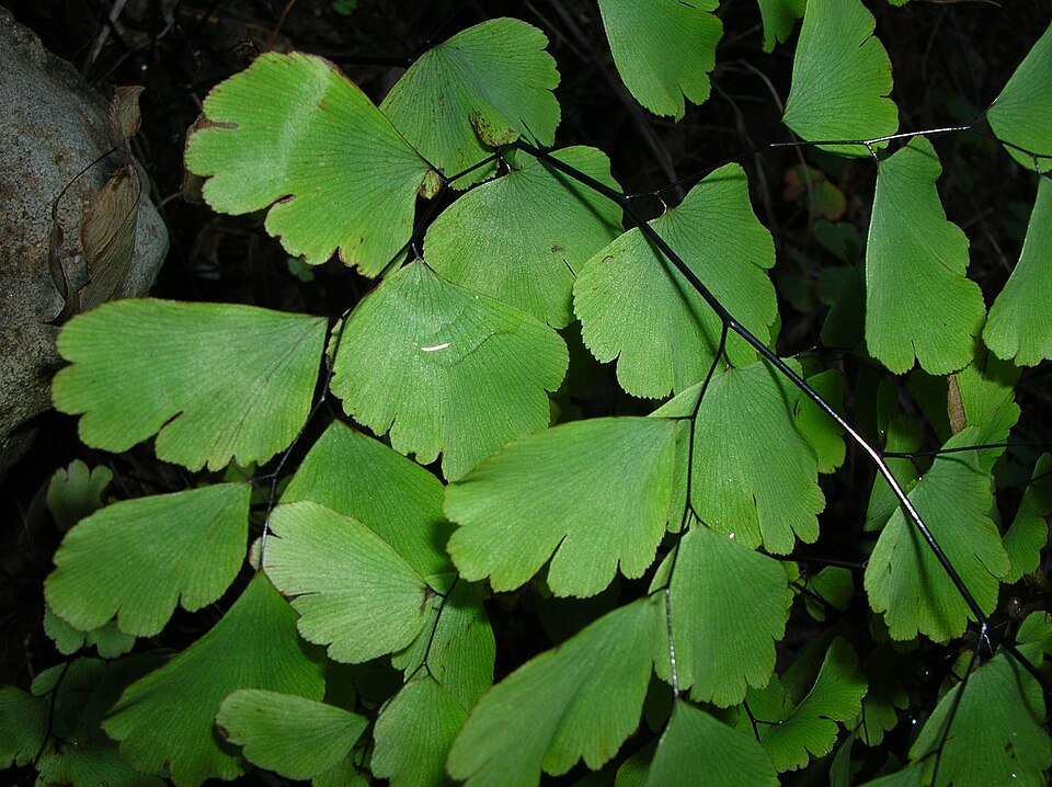 Adiantum raddianum (Maidenhair Fern) (alternate view 5)