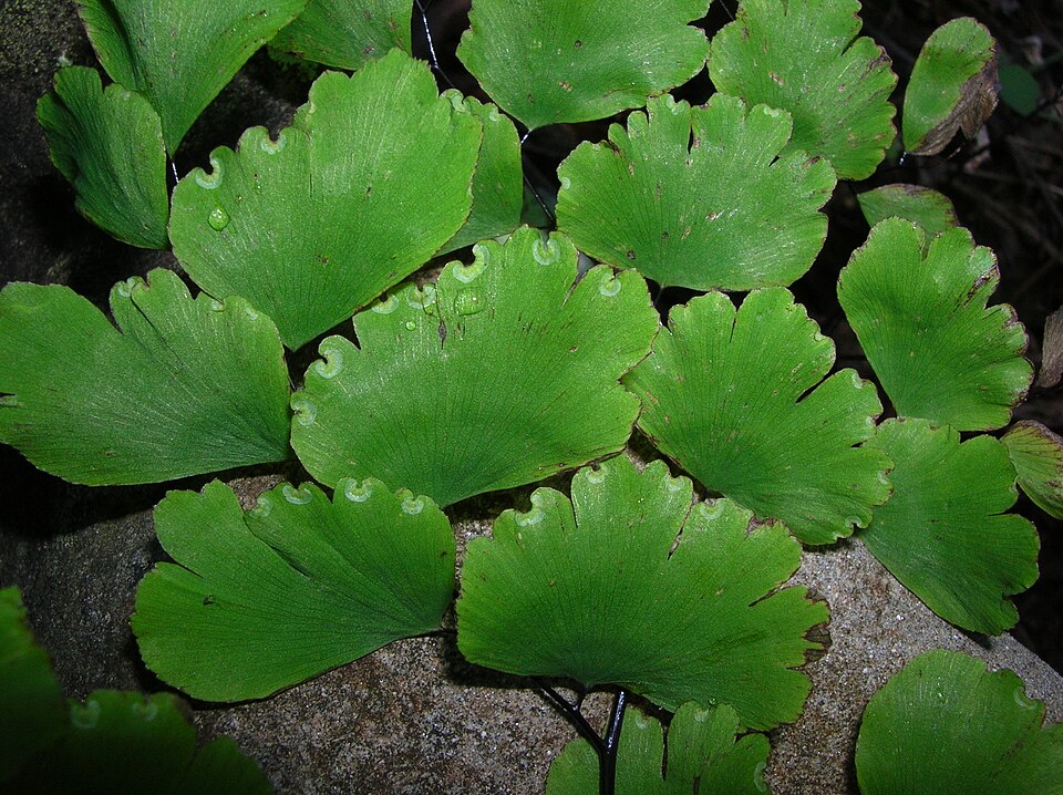 Adiantum raddianum (Maidenhair Fern) (alternate view 6)