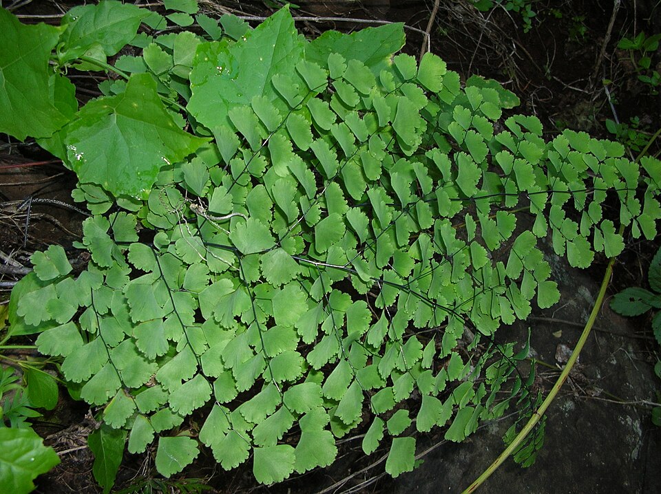 Adiantum raddianum (Maidenhair Fern) (alternate view 7)