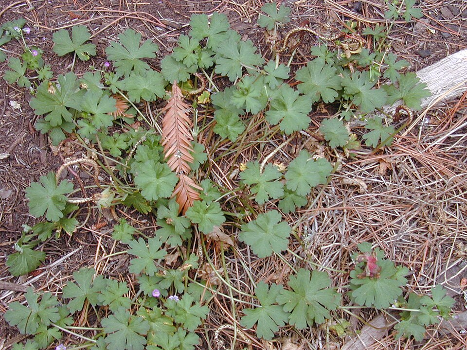 Geranium homeanum (Australasian Crane's-bill) (alternate view 9)