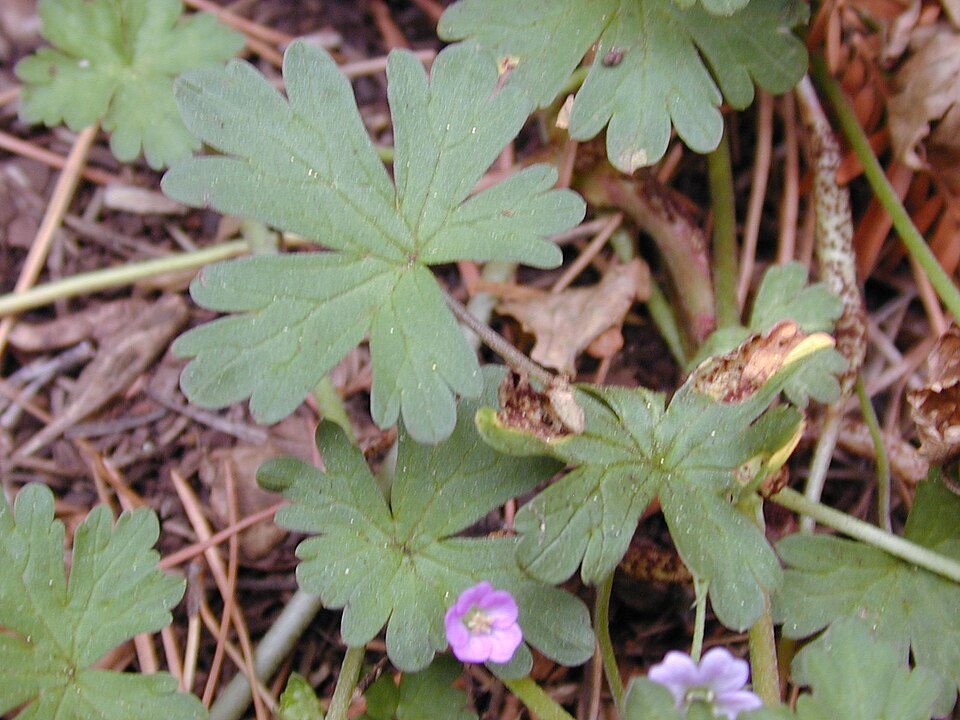 Geranium homeanum (Australasian Crane's-bill) (alternate view 10)