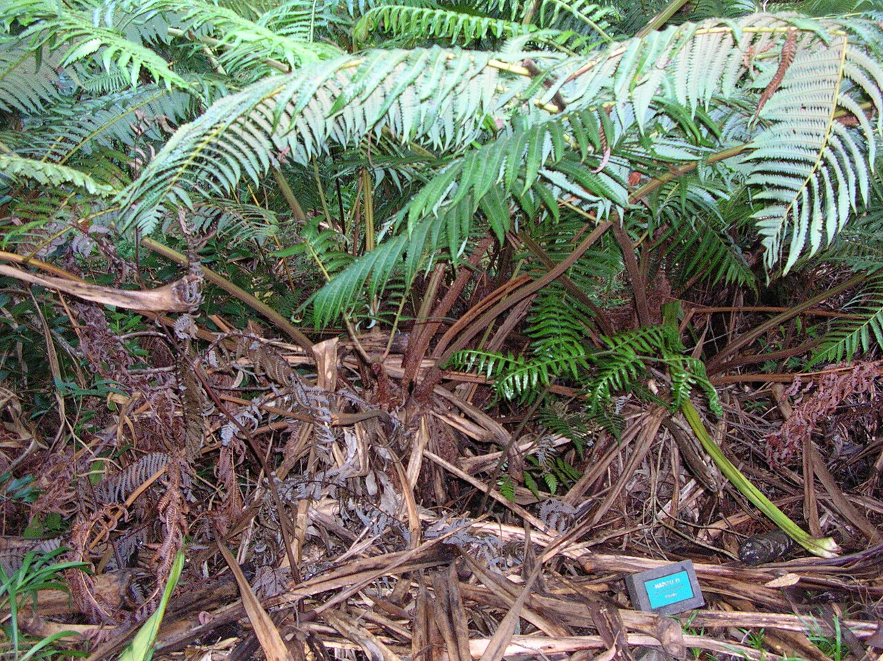 Cibotium glaucum, Hapuu tree fern — upright evergreen (Cibotiaceae) (image 2 of 10)